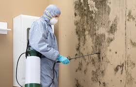 Best Water Damage & Mold Remediation  in Smith Mills, MA